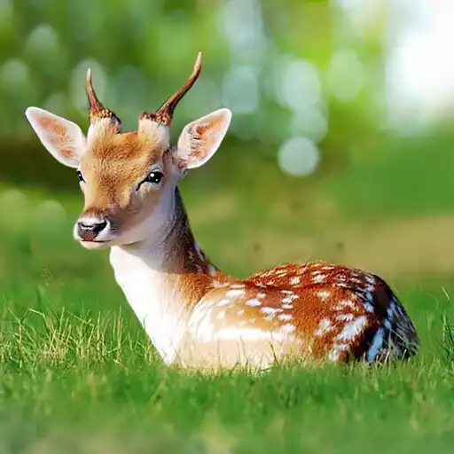 Play The Deer APK Play The Deer APK