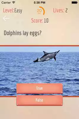 Play The Dolphin Trivia Game