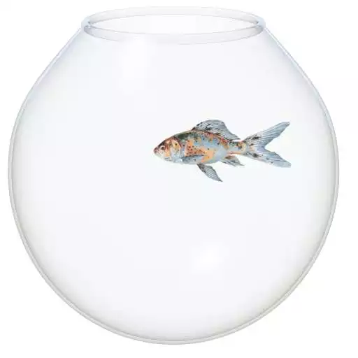 Free play online The Fish Bowl APK