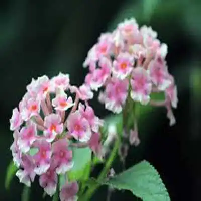 Play The Flowers