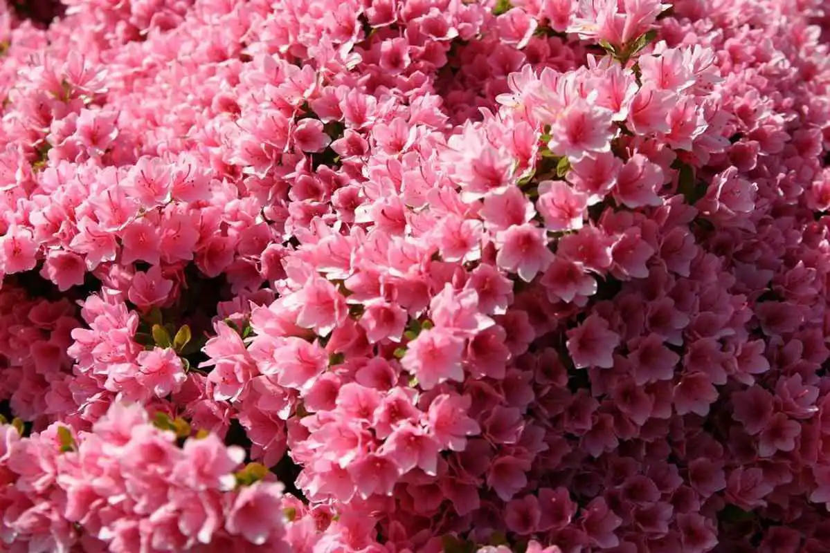 Play The Flowers