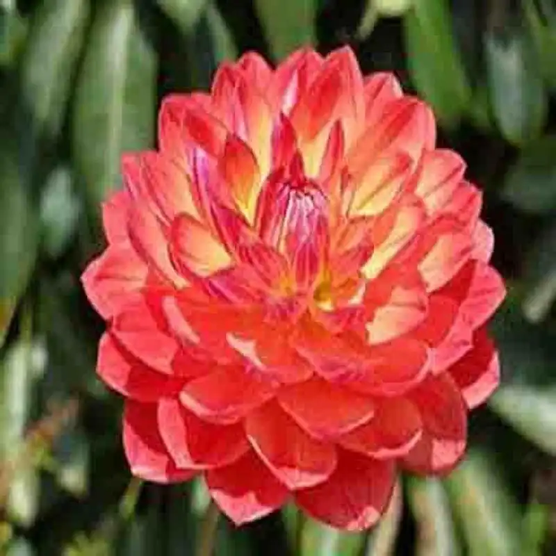 Play The Flowers