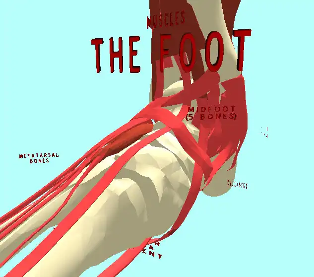 Play The Foot VR  and enjoy The Foot VR with UptoPlay