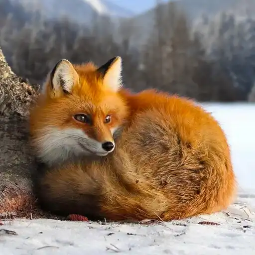 Play The Fox APK Play The Fox APK