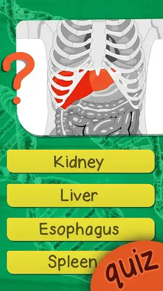 Play The Human Anatomy Quiz App On Human Body Organs as an online game The Human Anatomy Quiz App On Human Body Organs with UptoPlay