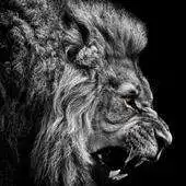 Free play online The king of beasts APK