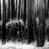 Free play online The Lonely Woods LWP APK