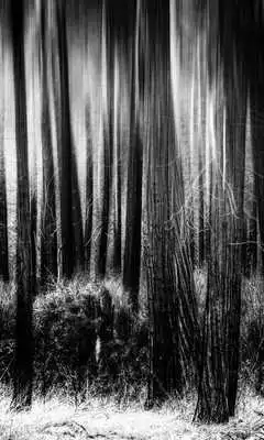 Play The Lonely Woods LWP