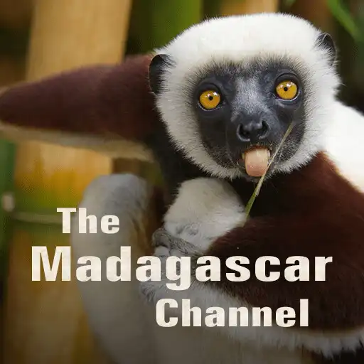 Play The Madagascar Channel APK