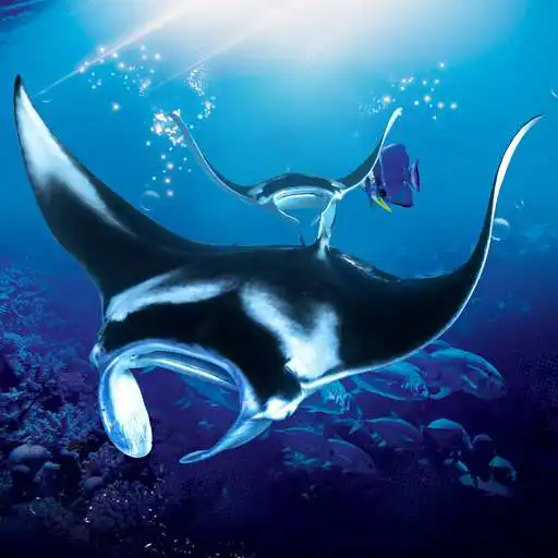 Play The Manta rays APK Play The Manta rays APK