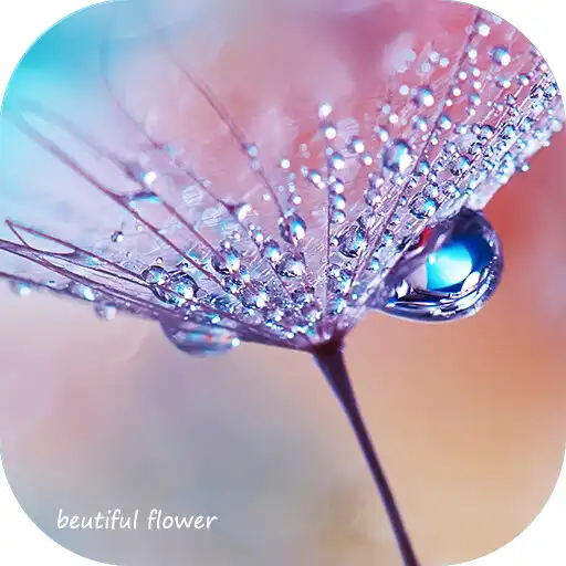 Play The most beautiful flower of the dewdrop theme APK Play The most beautiful flower of the dewdrop theme APK