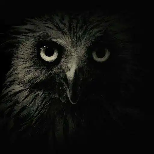 Play The Owl Killer APK Play The Owl Killer APK