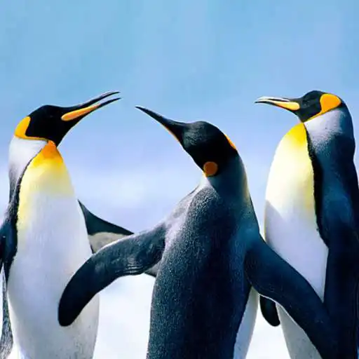 Play The Penguin APK