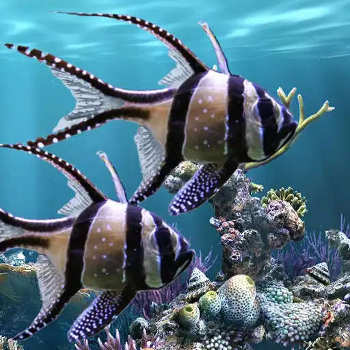 Play The real aquarium - LWP APK Play The real aquarium - LWP APK