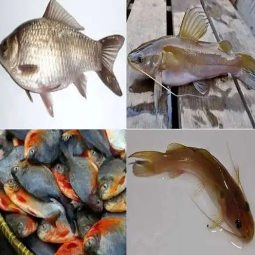 Play The Secret Of The Accurate Fish Bait Concoction APK Play The Secret Of The Accurate Fish Bait Concoction APK