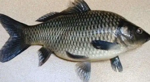 Play The Secret Of The Accurate Fish Bait Concoction as an online game The Secret Of The Accurate Fish Bait Concoction with UptoPlay