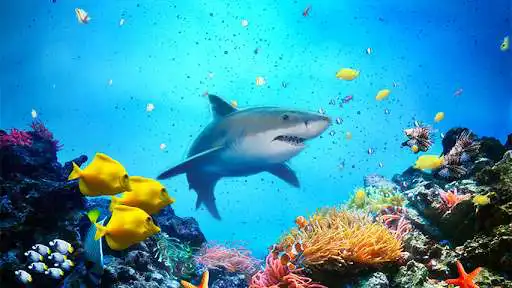 Play The Shark  and enjoy The Shark with UptoPlay