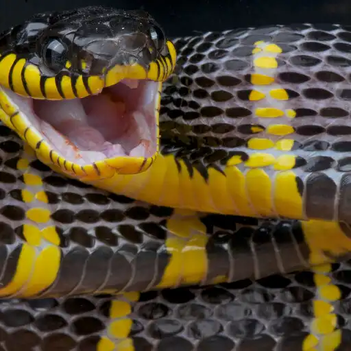 Play The Snake The Longest Species APK
