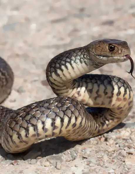 Play The Snake The Longest Species  and enjoy The Snake The Longest Species with UptoPlay