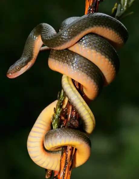 Play The Snake The Longest Species as an online game The Snake The Longest Species with UptoPlay
