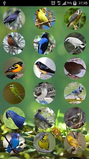 Play The Sound of Birds  and enjoy The Sound of Birds with UptoPlay