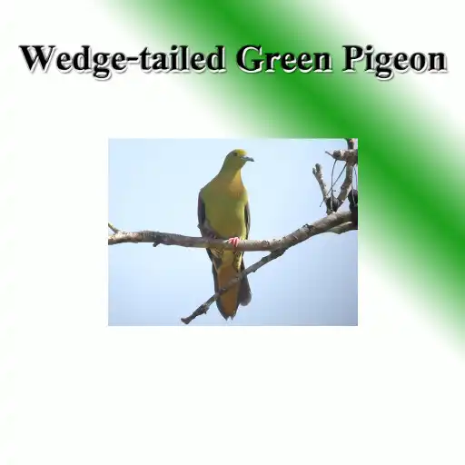Play The tail bird shovels sound to birds. APK