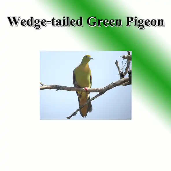 Play The tail bird shovels sound to birds.  and enjoy The tail bird shovels sound to birds. with UptoPlay