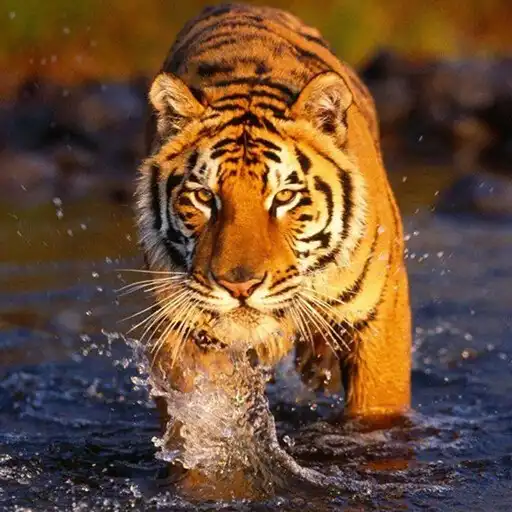 Play The Tiger APK Play The Tiger APK