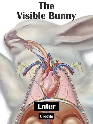 Play The Visible Bunny
