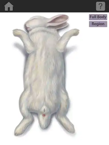 Play The Visible Bunny