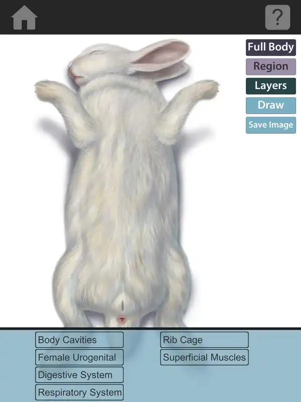 Play The Visible Bunny