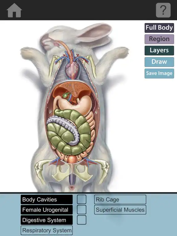 Play The Visible Bunny