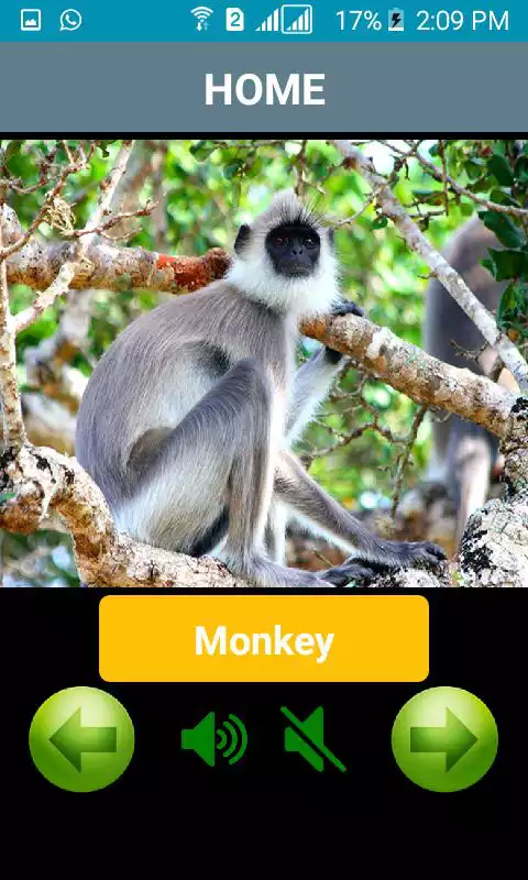 Play The Voice Of Animals