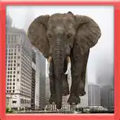Free play online The Wild Elephant APK