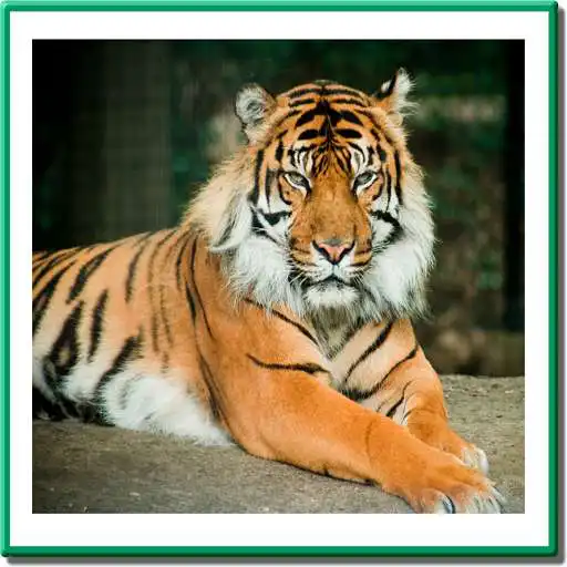 Free play online The Wild Life Protection Act APK