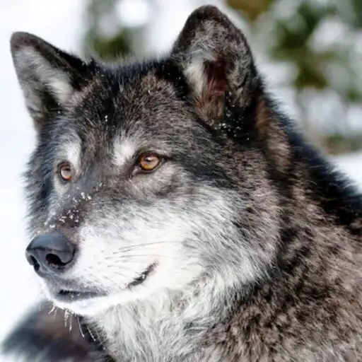 Play The Wild Wolf Simulator 2022 APK