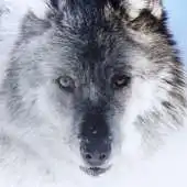 Free play online The Wolf Atom theme APK