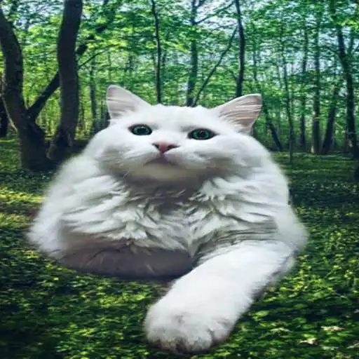 Play The world of cats APK Play The world of cats APK