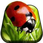 Free play online The world of Insect Live WP APK