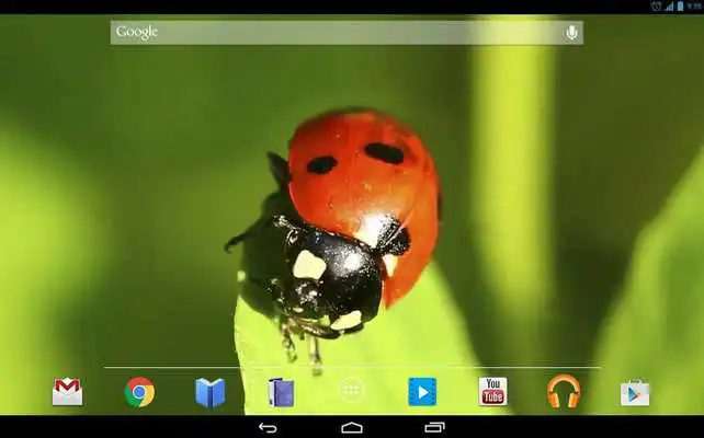 Play The world of Insect Live WP