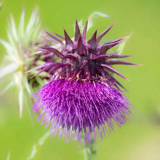 Play Thistle Flower Wallpapers APK Play Thistle Flower Wallpapers APK