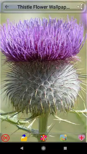 Play Thistle Flower Wallpapers  and enjoy Thistle Flower Wallpapers with UptoPlay