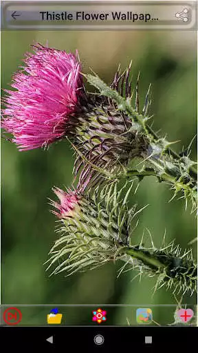 Play Thistle Flower Wallpapers as an online game Thistle Flower Wallpapers with UptoPlay