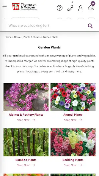 Play Thompson  Morgan as an online game Thompson  Morgan with UptoPlay