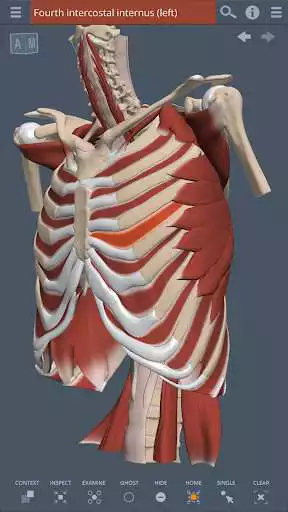 Play Thorax: 3D RT - Sub