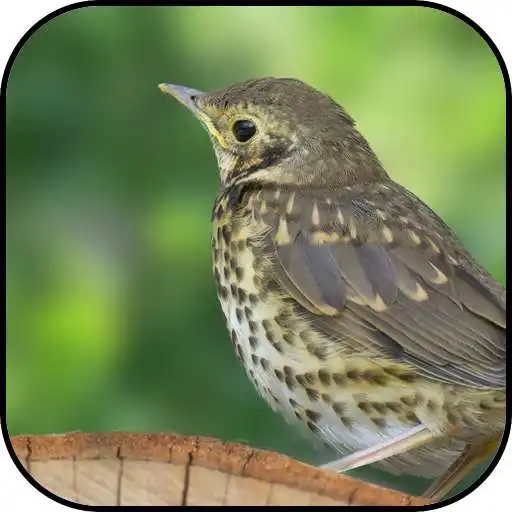 Play Thrush wallpapers APK
