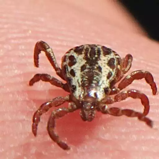 Play Tick Removal APK
