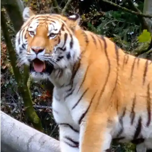Play Tiger 3d Live Wallpaper Pro APK Play Tiger 3d Live Wallpaper Pro APK