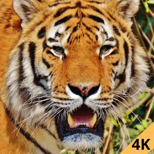 Play Tiger 4k wallpaper APK