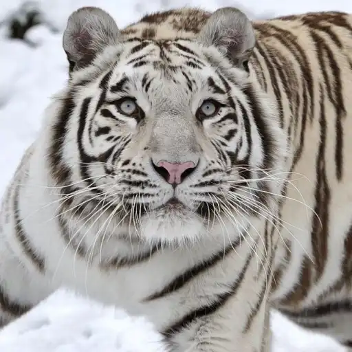 Play Tiger HD, 4K Wallpapers APK